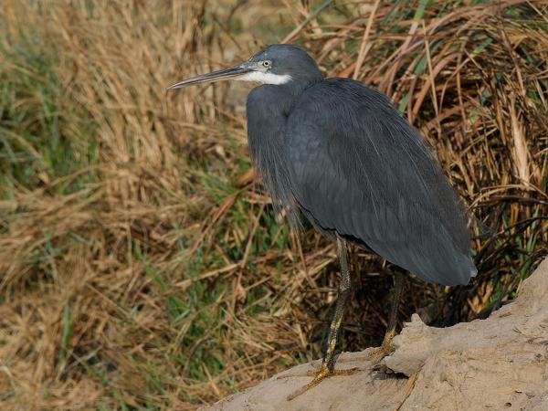 <h3><a href="/trips/gambia/biota/animalia/chordata/aves/015 pelecaniformes/002 ardeidae/egretta gularis/egretta gularis-nl.html">Egretta&nbsp;gularis</a> / Western&nbsp;reef&nbsp;heron / Westelijke&nbsp;rifreiger</h3>OM-1 Mark II met OLYMPUS M.150-400mm F4.5, 1/2000 sec  bij F8.0, ISO 1250, afstand 20.5&nbsp;m
